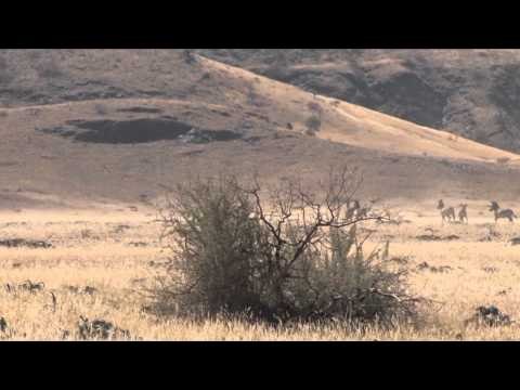 Outdoor Quest TV - Namibia Springbok and Zebra