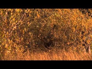 Yeti's Ultimate Hunt - Scott Stirling