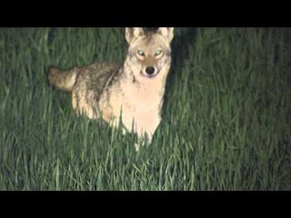 FOXPRO Furtakers - Texas Part 2