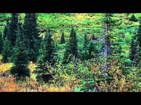 Long Range Pursuit - Epic Alaskan Moose Hunt with Stuck N The Rut