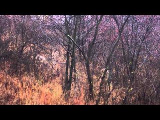 Dead Down Wind's Live the Wild Life - Whitetail Part 1
