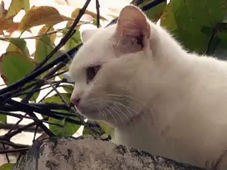 Peshawar Cat Theaf Case Issue