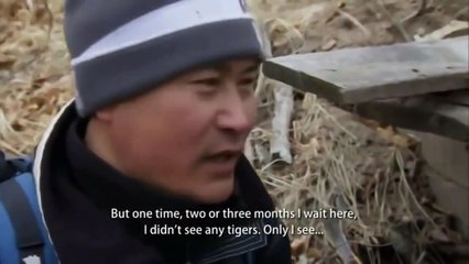 Siberian Tiger Quest (Full Documentary)
