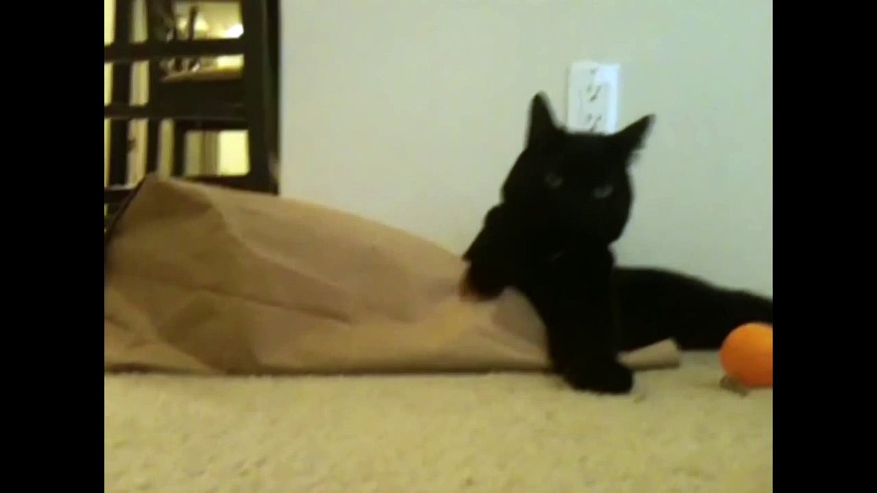 Cat Surprise