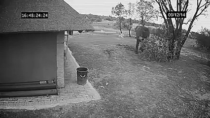 Learn a lesson from elephant