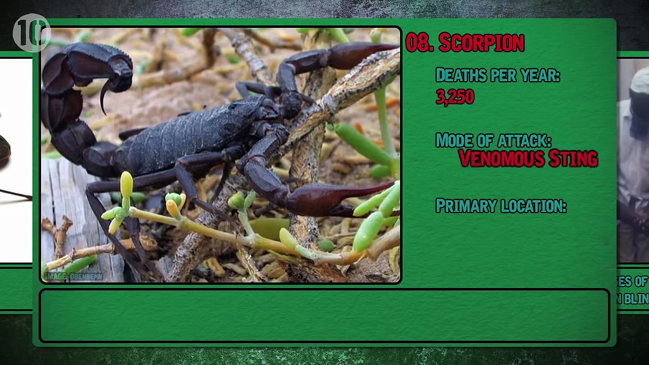 Top 10 Deadliest Animals On The Planet