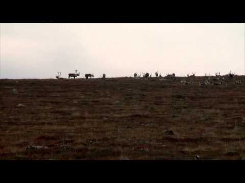Steve's Outdoor Adventures - Nunavut Caribou Hunt Part 1