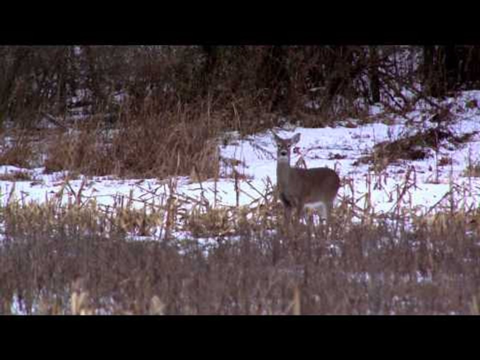 Just Kill'n Time - Freedom is Worth Fighting For
