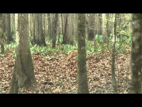 Predator Nation - Going Non-Traditional on Predators