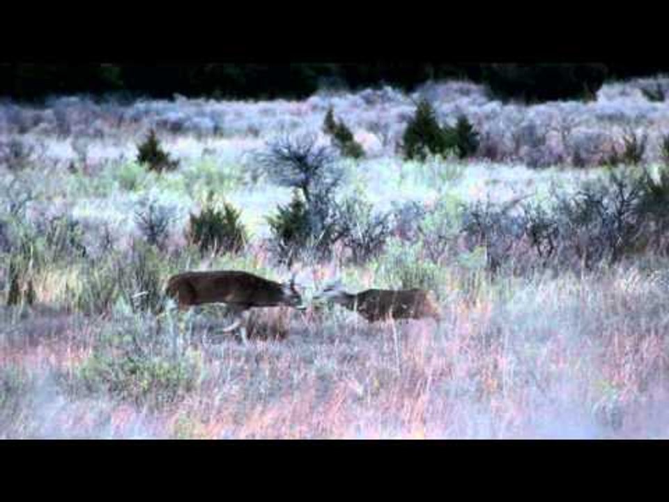 SOLO Hunter TV - Big Rut with Big Bucks Only in November