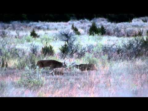 SOLO Hunter TV - Big Rut with Big Bucks Only in November