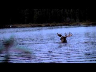 Trigger Effect - Titan for Trumbley