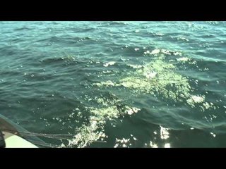 Fish TV - Land O' Lakes Bass