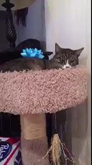 KILLING CAT PRANK (GONE SEXUAL!) (MINECRAFT) (FNAF)