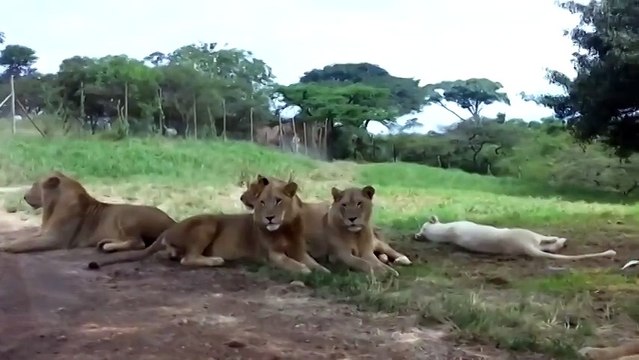 Неожиданный гость