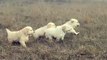 A bunch of Golden Retriever puppies chasing after mom...
