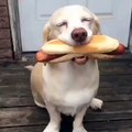 There is nothing happier than a dog with a hot dog!
