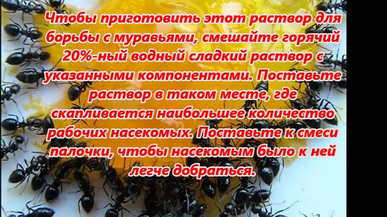БОРЬБА С МУРАВЬЯМИ ОЧЕНЬ ЭФФЕКТИВНЫЙ СПОСОБ!