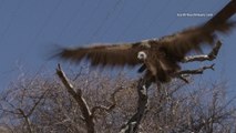 Vulture poisonings are a leading cause of large scale vulture deaths in Africa.