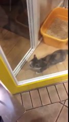 Cats reaction when his owner comes home