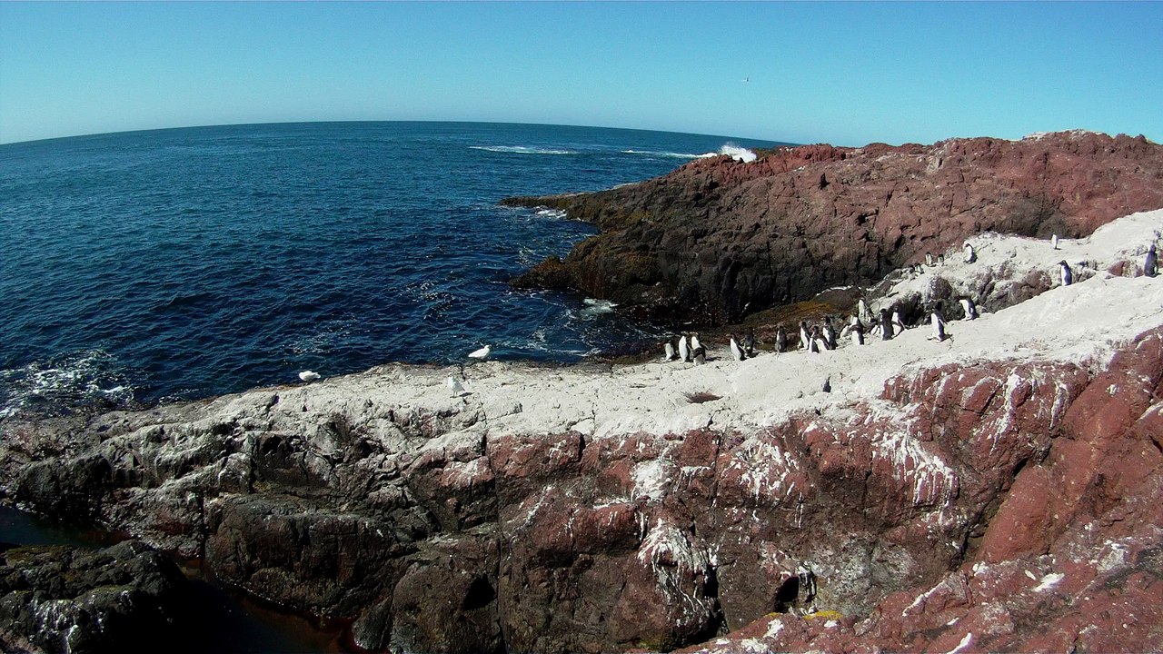Les pinguins de l'ile des pinguins à Puerto Deseado au Chili