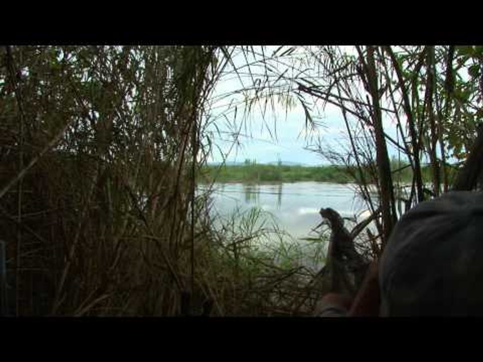 Feel the Rush TV - Crocodile