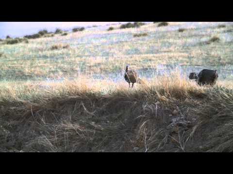 Babe Winkelman's Outdoor Secrets - Springtime Turkey Ritual