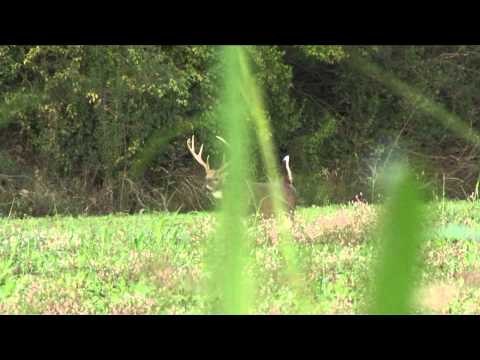 Major League Bowhunter - Duff's Adventure