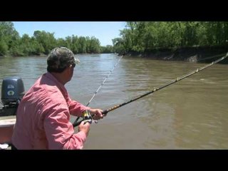 G3 Sportsman - Migrating Cats