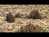 Silent Draw Outdoors - Montana Deer Smackdown