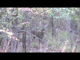 World of Sports Afield - Whitetails in The Pines