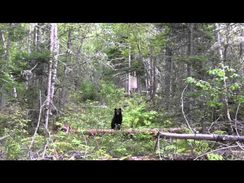 Hard Core Hunter - Getting Ready for Bear Season