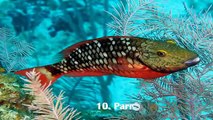 Top 10 Most Beautiful Fishes in the World