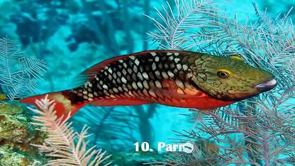 Top 10 Most Beautiful Fishes in the World