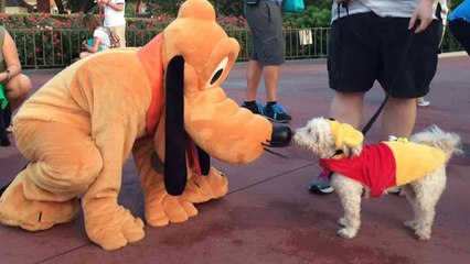 Adorable Service Dogs Meet Pluto at Disneyland