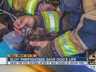 Eloy firefighters save dog’s life