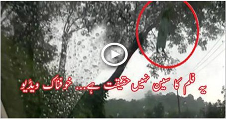 Real Ghost Hanging on Tree