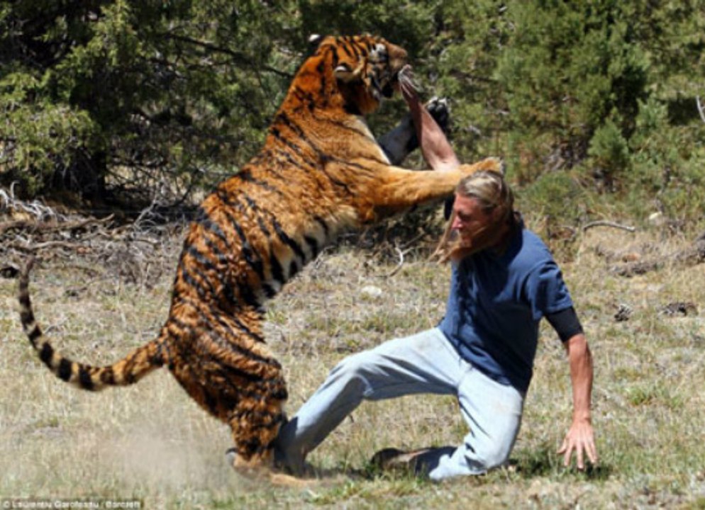 Thế giới động vật ♦ Loài Hổ   Amur Tiger ♦  Động vật hoang dã