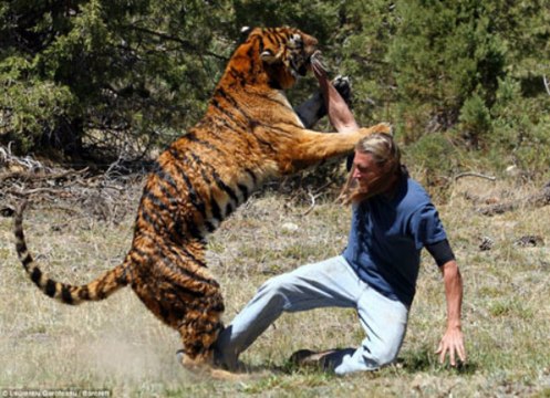 Thế giới động vật ♦ Loài Hổ Amur Tiger ♦ Động vật hoang dã