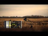 SportingDog Adventures - Sunrise Mallards