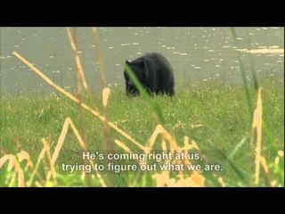 Canada in the Rough  - Face-to-Face with Island Bears