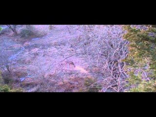 Dead Down Wind's Live the Wild Life - Whitetail Part 2