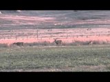 The Hunting Chronicles - Nebraska Whitetails Part 2