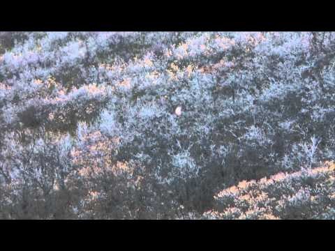 Steve's Outdoor Adventures - Burris Annual Elk Hunt Part One