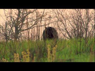 Canada in the Rough  - Stalking Big Bears