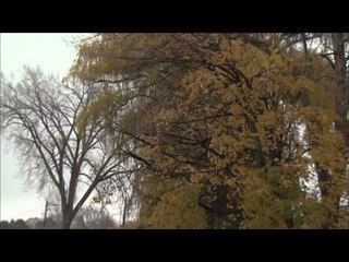 Canadian Sportfishing - Port Dalhousie Brown Trout