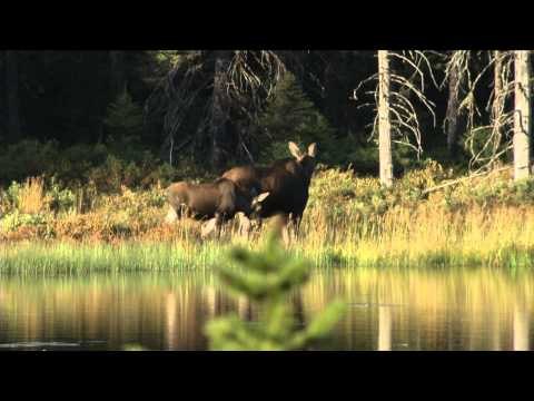 Quebec Outfitter's Camp - Lac Cypres Outfitters