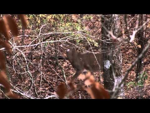 Headhunter's TV - Headhunting Louisiana