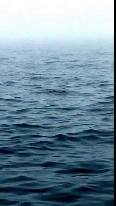 Le saut impressionnant d'une baleine à bosse au canada