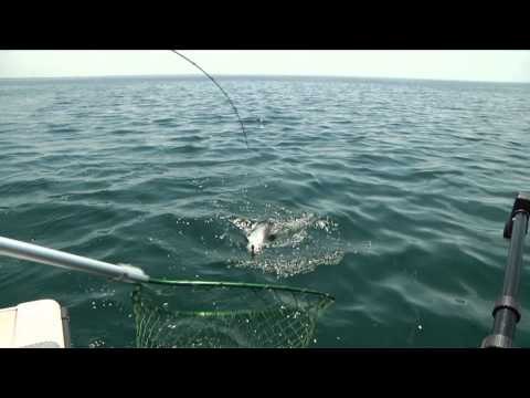 Fishful Thinking - Double the Trouble for Salmon